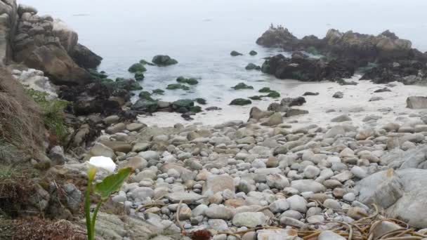 Calla lirio flor blanca, playa de guijarros, Monterey, California niebla costa del océano. — Vídeos de Stock