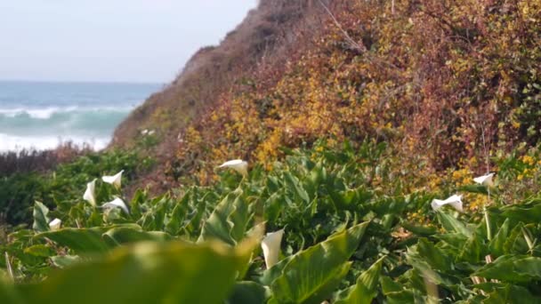 Calla lily valley, Garrapata beach, Big Sur white flower, California ocean coast — Stock video