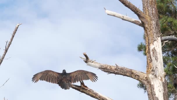 Kalkkuna korppikotka, haaskalinnut odottavat metsästystä. California wildlife Yhdysvallat — kuvapankkivideo