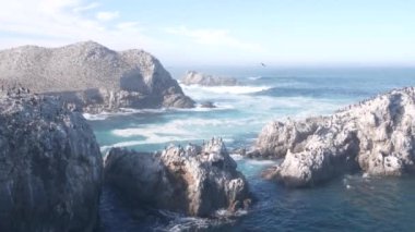Pelikanlar sürüsü, kayalık uçurum adası, okyanus, Point Lobos, California. Kuşlar uçuyor