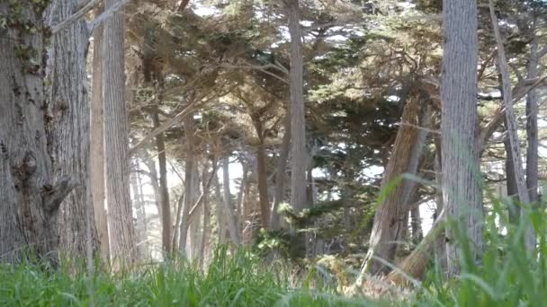 Cypressenbos, naaldbos, bos of bos, diepe wilde struiken — Stockvideo