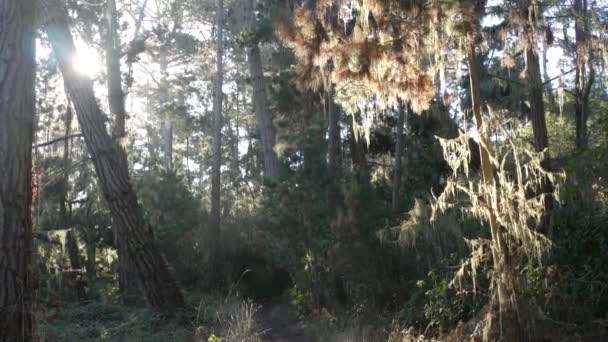 Pfad im Wald oder Wald, Pfad im Hain. Nadelbaum-Zypresse. Kalifornien — Stockvideo