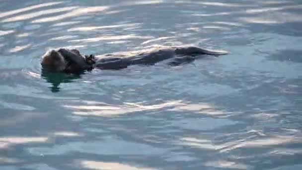 Loutre de mer sauvage animal marin nageant dans l'eau de l'océan, la faune côtière de Californie. — Video