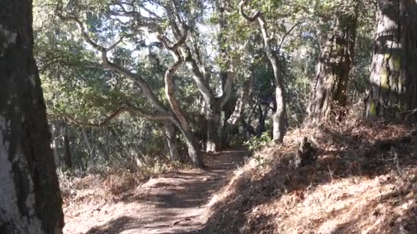 Chemin en forêt de chênes vivants. Arbres tordus noueux branches troncs. Mousse de lichen de dentelle — Video