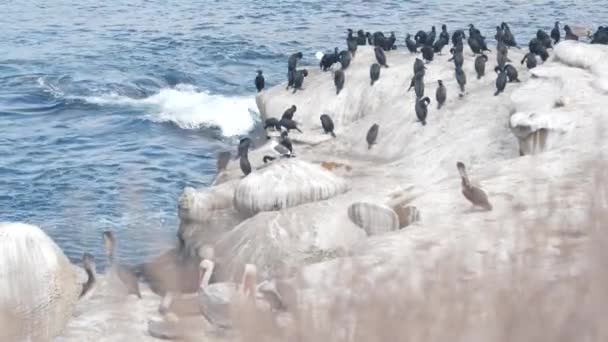 Bandada de cormoranes y pelícanos, colonia de aves silvestres, roca por agua, California, EE.UU. — Vídeo de stock