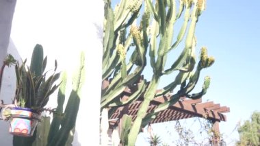 Çiçek saksısında Sansevieria bitkisi, beyaz duvarda sulu kaktüs. Meksika bahçesi.