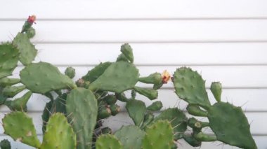 Çöl kaktüsü çiçeği, beyaz duvar, ahşap ev. Meksika bahçesi, Kaliforniya bitkisi