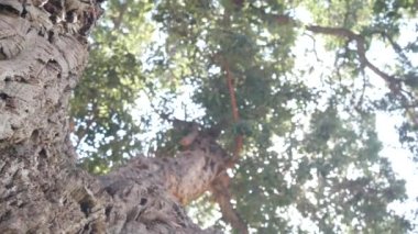 Büyük mantar ağacı, mantar gövdesi, dallar ve ağaç yaprakları. Orman ya da orman.