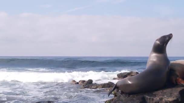 Wilde junge Robbe Porträt, entzückende Seelöwe Ruhe, felsiger Ozeanstrand, große Welle — Stockvideo