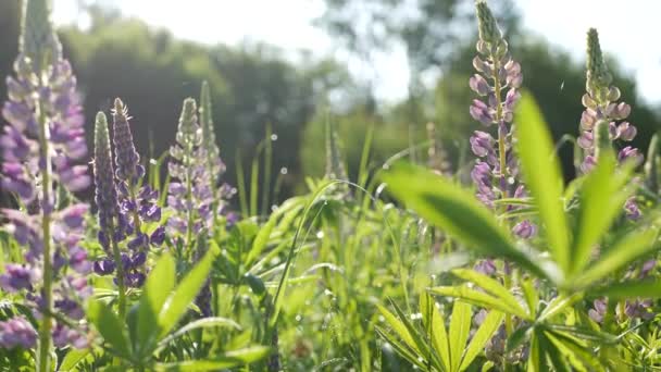 Fioletowe dzikie kwiaty łubinu, krajobraz łąki. Fioletowy kwiat łubinu kwitną na trawniku — Wideo stockowe