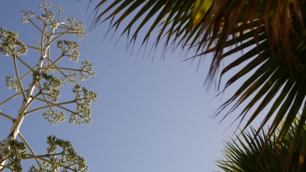 Fiore di agave, secolo o pianta sentinella fioritura o infiorescenza. California — Video Stock