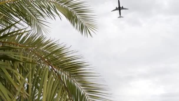 Vliegtuig vliegt in de lucht, tropische palmbomen in Los Angeles, Californië. Reizen Verenigde Staten. — Stockvideo