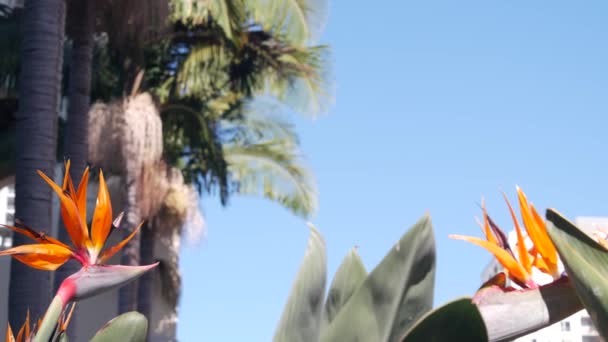 Strelitzia pták ráje jeřáb květ exotické tropické květ. California flora — Stock video