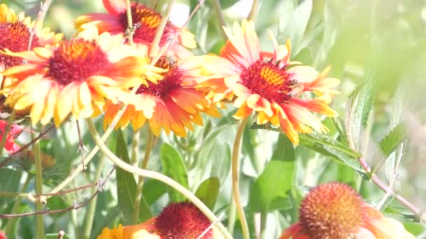 Abeja de miel en flor silvestre. Honeybee, medow plants, wildflowers garden pollination — Vídeo de stock
