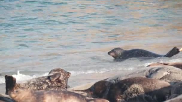 Roquerie d'otaries à fourrure sauvage, baignade d'otaries du port du Pacifique, Californie, États-Unis — Video