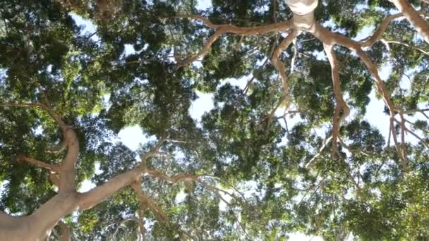 ジャングルの森や熱帯雨林で大きな巨大な木のコピー。巨大な背の高いマグノリアの木 — ストック動画