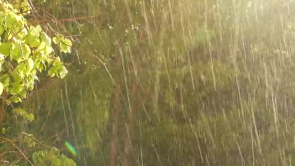 Gotas de chuva, luz solar, banho de sol na floresta. Gotas no dia ensolarado chuvoso. Luz do sol — Vídeo de Stock