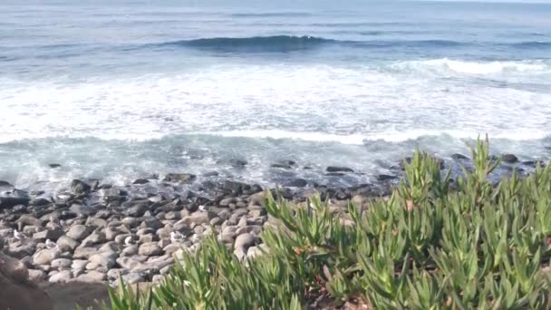 Vagues océaniques s'écrasant sur la plage, surface de l'eau de mer, Californie. Plantes succulentes. — Video