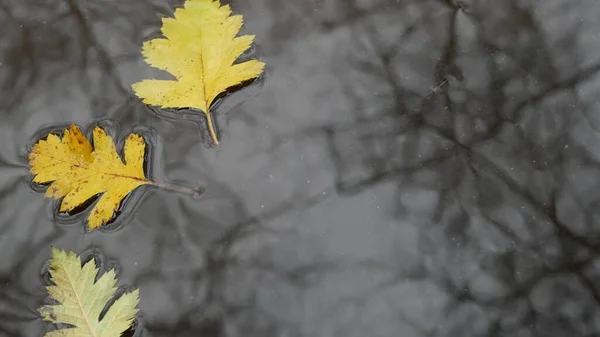 Hojas de roble amarillo otoño caído, charco sobre asfalto gris. Caída desnudo árbol sin hojas — Foto de Stock