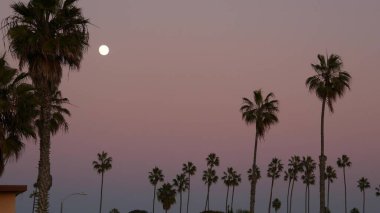 Palmiye ağaçları siluetleri ve dolunay alacakaranlık pembe gökyüzünde, Kaliforniya plajı, ABD