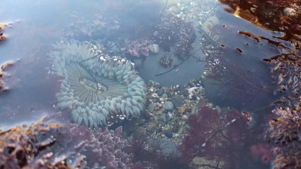 Tentáculos anêmona do mar na água da piscina da maré, anêmonas em tidepool. Pólipo de Actiniaria — Fotografia de Stock