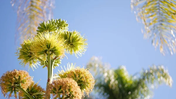 Agave çiçeği, asırlık ya da nöbetçi bitkisi çiçek açar ya da çiçek açar. Kaliforniya — Stok fotoğraf