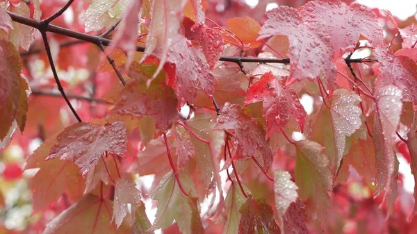 Gotas de lluvia, hojas de arce de otoño rojo. Gotita de agua, hoja húmeda de otoño en el bosque — Foto de Stock