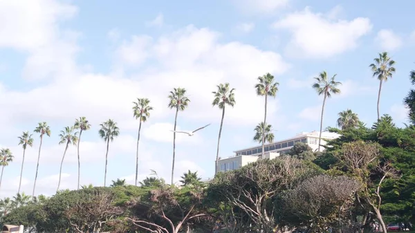 Fila de palmeiras, parque Rocky Point em La Jolla, costa da Califórnia, EUA. Céu azul — Fotografia de Stock