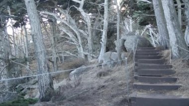 Ormanda ya da ormanda yol, korulukta yol. Kozalaklı çam ağacı. Kaliforniya