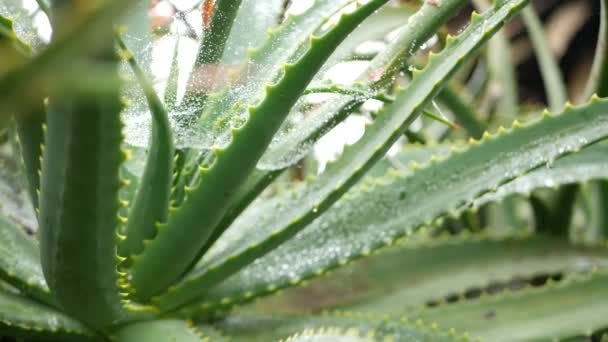 Aloe vera, σταγόνες νερού δροσιάς ή βροχής, φρέσκα ζουμερά υγρά χυμώδη φύλλα φυτών — Αρχείο Βίντεο