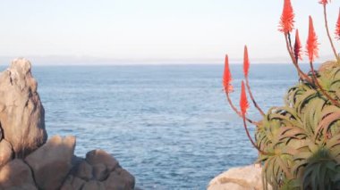 Kırmızı aloe kaktüsü çiçeği açar, kayalık plaj, Monterey, California. Deniz dalgaları