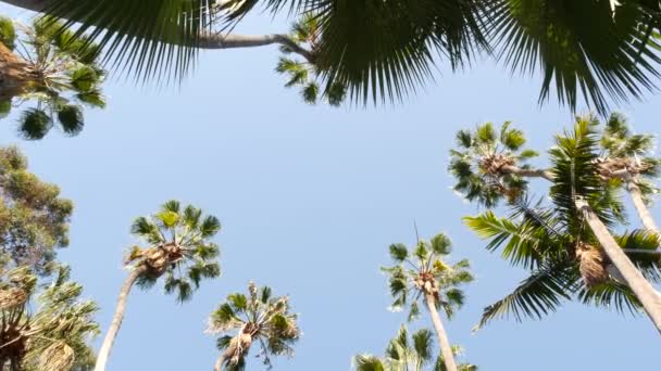 Palmeras en la calle cerca de Los Ángeles, costa de California, vacaciones de verano en la playa. — Vídeo de stock