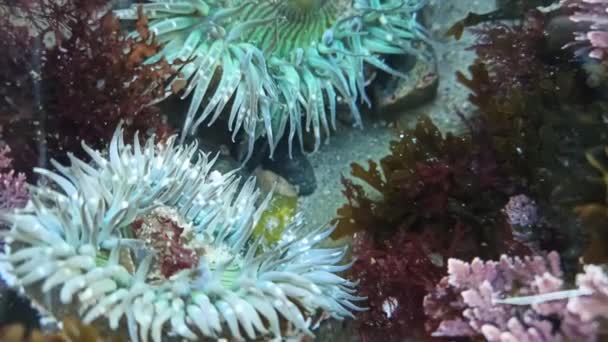 Morskie macki anemonowe w wodzie z basenu pływowego, ukwiały w pływie. Polip Actiniaria — Wideo stockowe