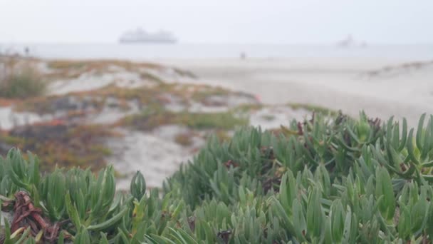 Zand duinen van mistige Coronado strand, oceaan golven in mist, Californië kust, Verenigde Staten. — Stockvideo