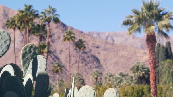 Palmeras, cactus, montañas, naturaleza del valle de California. Flora árida del oasis desierto — Vídeos de Stock