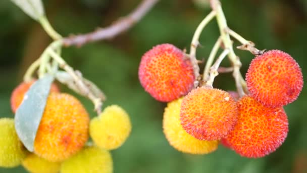 Buah pohon stroberi, irish arbutus unedo berry, apel tebu cain. Flora Eropa. — Stok Video