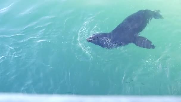 Wilde zeehond of zeeleeuw zwemmen, oceaanwater, grote alfa mannetje. Californische fauna — Stockvideo