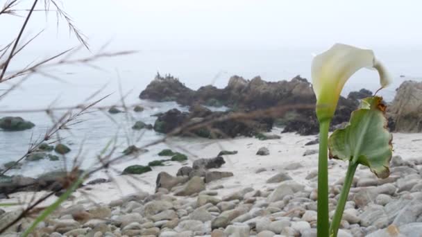 Calla κρίνο λευκό λουλούδι, βοτσαλωτή παραλία, Monterey, Καλιφόρνια ομιχλώδης ακτή του ωκεανού. — Αρχείο Βίντεο