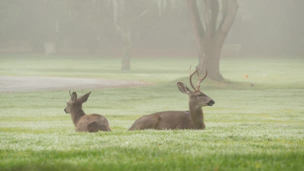 两只雄性野鹿，长着鹿角和雌鹿。两只或对动物. — 图库视频影像