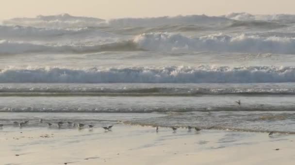 Les vagues océaniques et les oiseaux bécasseaux courent sur la plage, petit pluvier siffleur oiseau de rivage. — Video