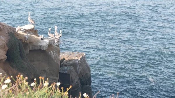 Hnědé hejno pelikánů, kolonie volně žijících ptáků pelecanus, skála u oceánu Kalifornie USA — Stock fotografie