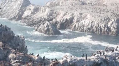 Pelikanlar sürüsü, kayalık uçurum adası, okyanus, Point Lobos, California. Kuşlar uçuyor