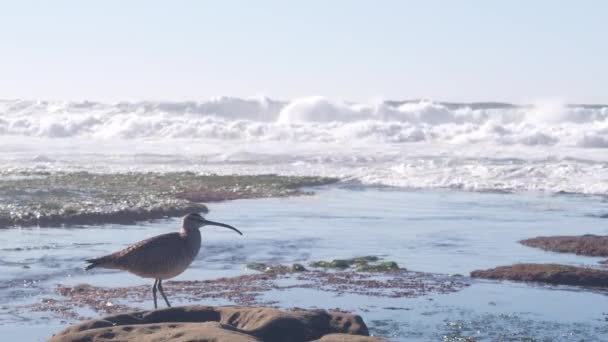 Whimbrel oiseau dans la marée piscine, oiseau de rivage de courlis sauvages à tidepool, côte californienne. — Video