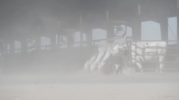 Cows on dairy farm, livestock milk industry. Cattle in cowshed, barn or shed. — Stock Video