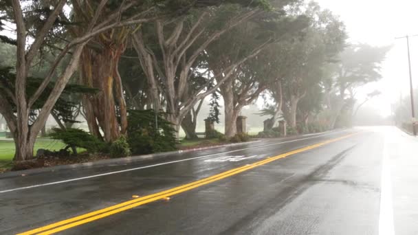 Sis ve sisli ormanda asfalt yol. Ağaç sıraları, yağmurlu sis, Kaliforniya ABD. — Stok video
