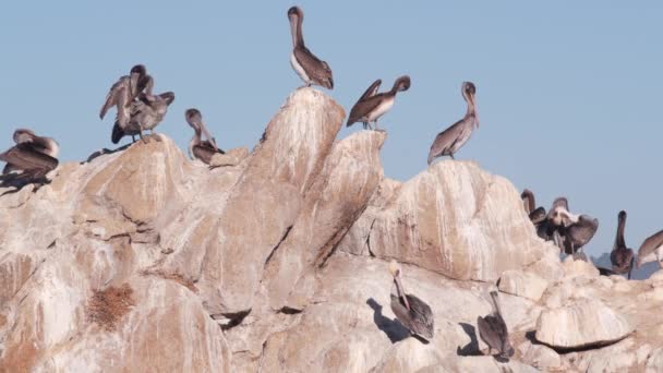Rebanho de pelicano marrom na rocha, céu azul, Point Lobos vida selvagem, pássaros da Califórnia — Vídeo de Stock