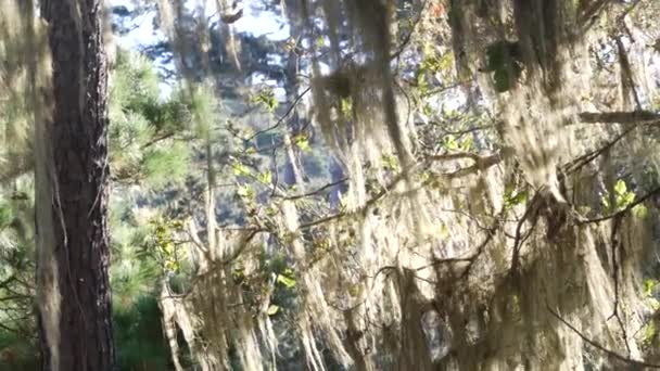 Lace Flechten Moos hängen, Baum im tiefen Wald. Holz, Hain oder Wald. Parasit — Stockvideo