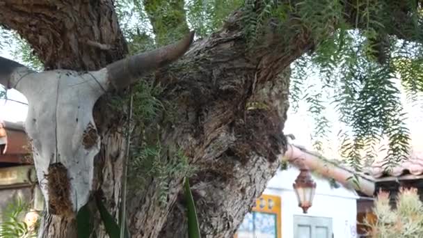 Toro o cranio di mucca, testa morta, ossa di corno sull'albero. Scheletro di bue, arredamento ranch. — Video Stock