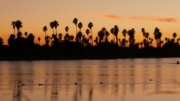 Pálmafák a naplemente óceán partján, Kalifornia partjainál, USA. Az emberek kajakoznak.. — Stock videók