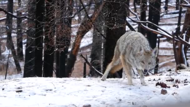 Lobo salvaje, coyote o coywolf, frentes nevados de invierno, fauna silvestre de California, EE.UU. — Vídeos de Stock